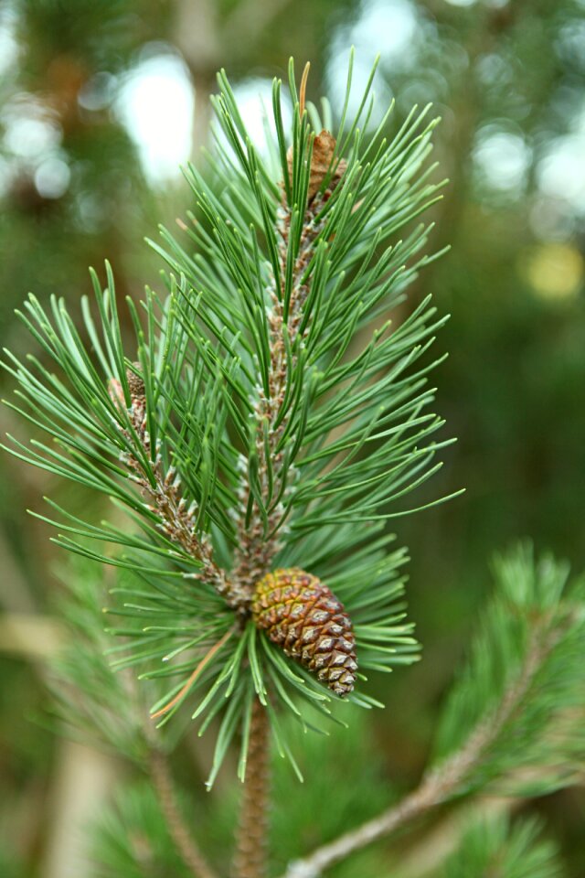 No one nature plants evergreen