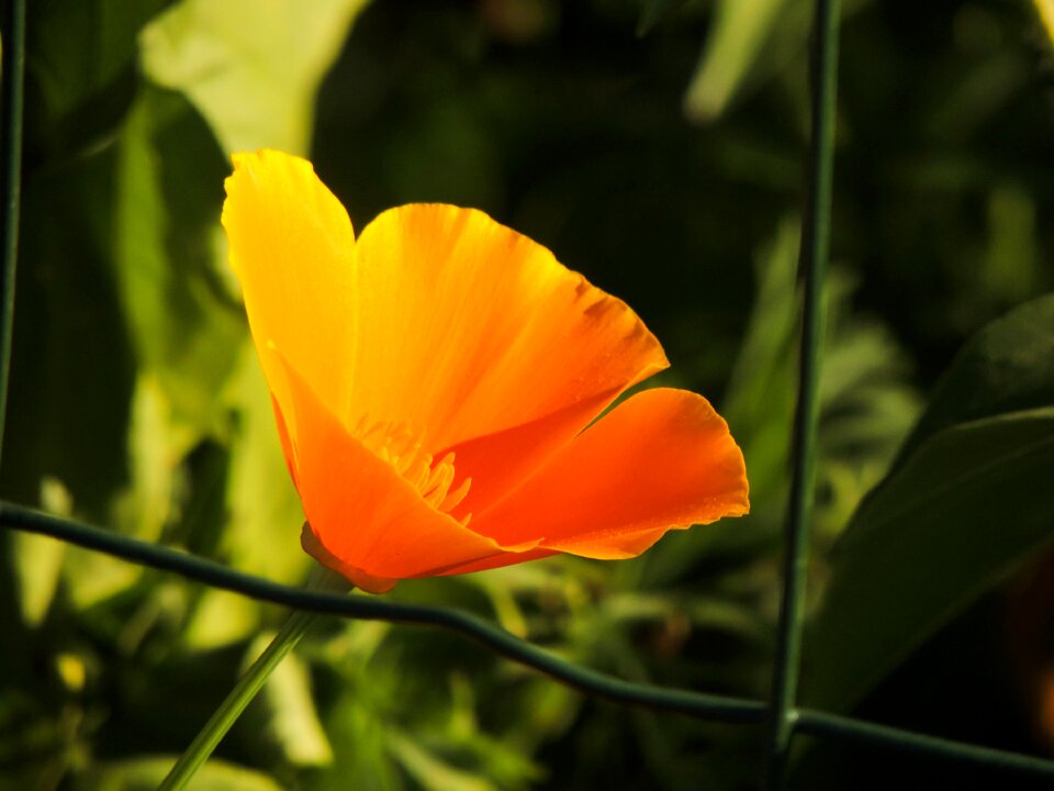 Nature summer plants