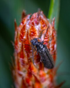 Macro beetle Free photos