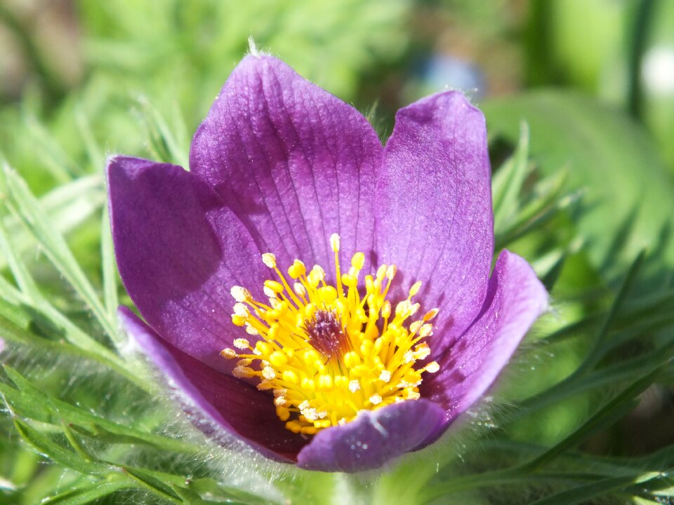 Violet garden nature