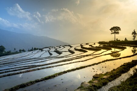 Season transplanted rice field photo
