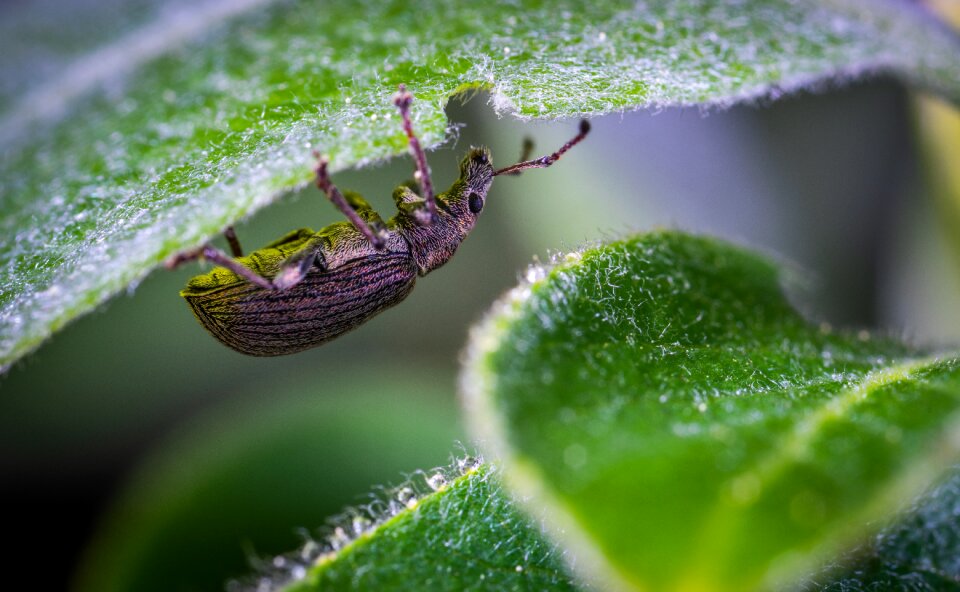 Macro beetle insect