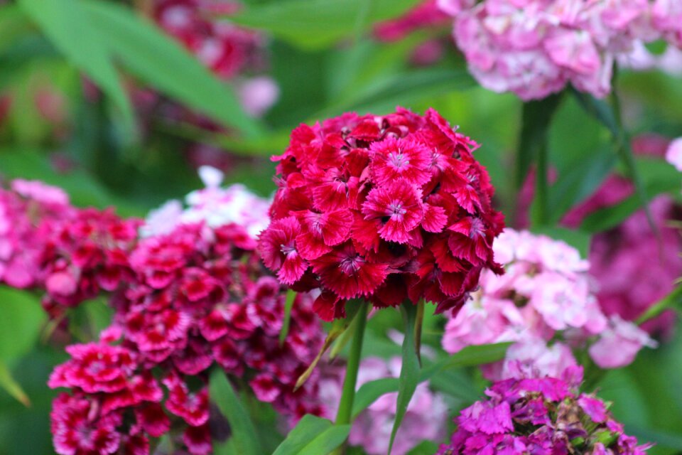 Flower nature plant