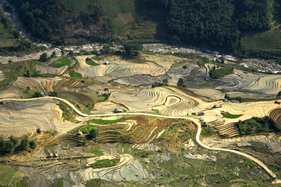 Minority field rice