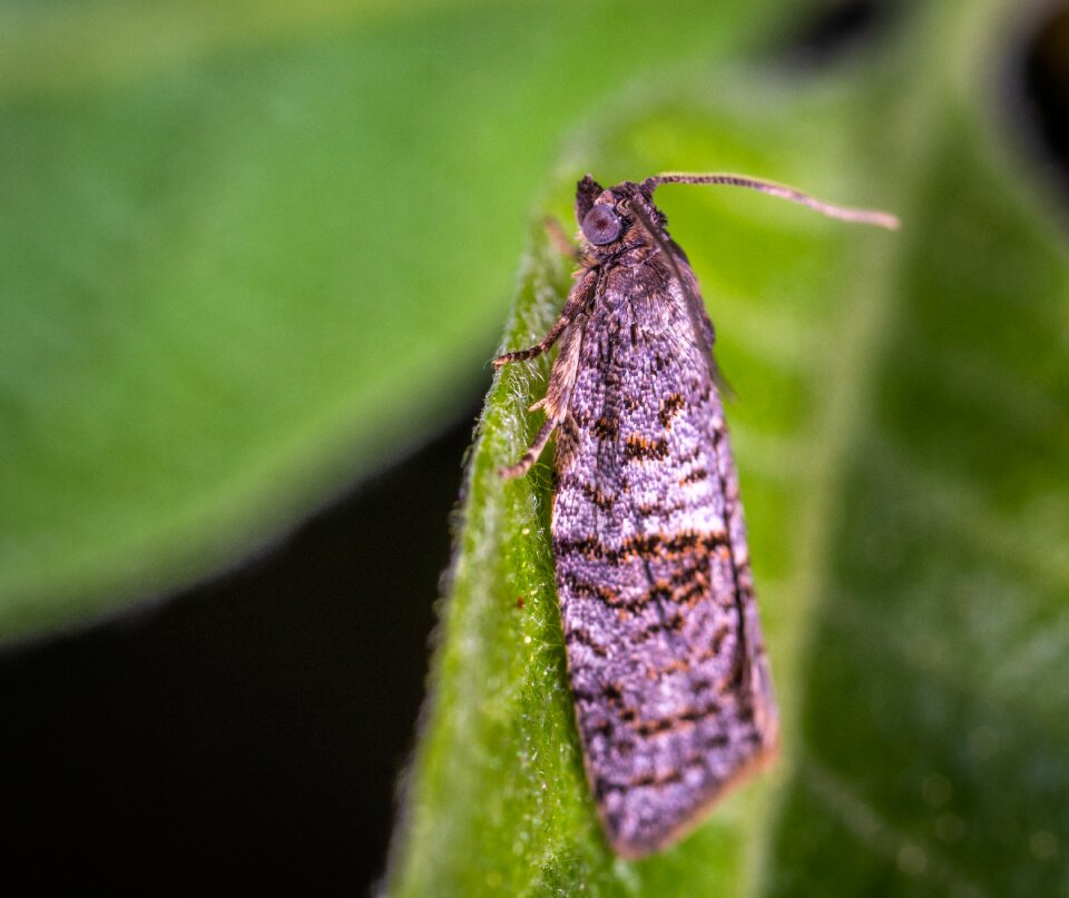 Macro insect lepidoptera