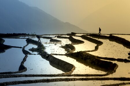 Minority field rice photo