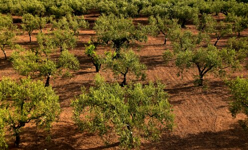 Agriculture olive grove field