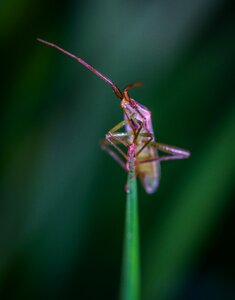 Macro insect Free photos