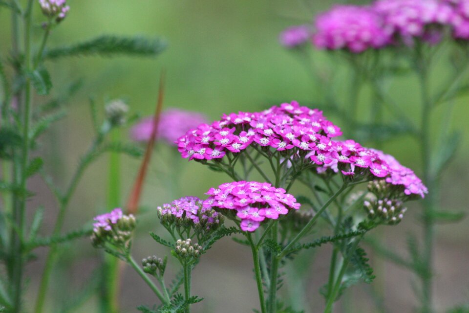 Flower plant outdoors