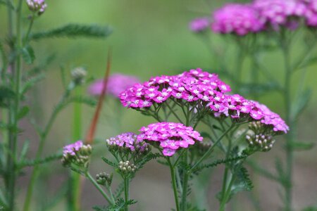 Flower plant outdoors
