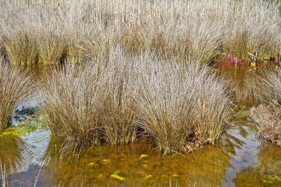 Nature landscape plant
