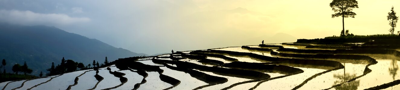 Minority field rice photo