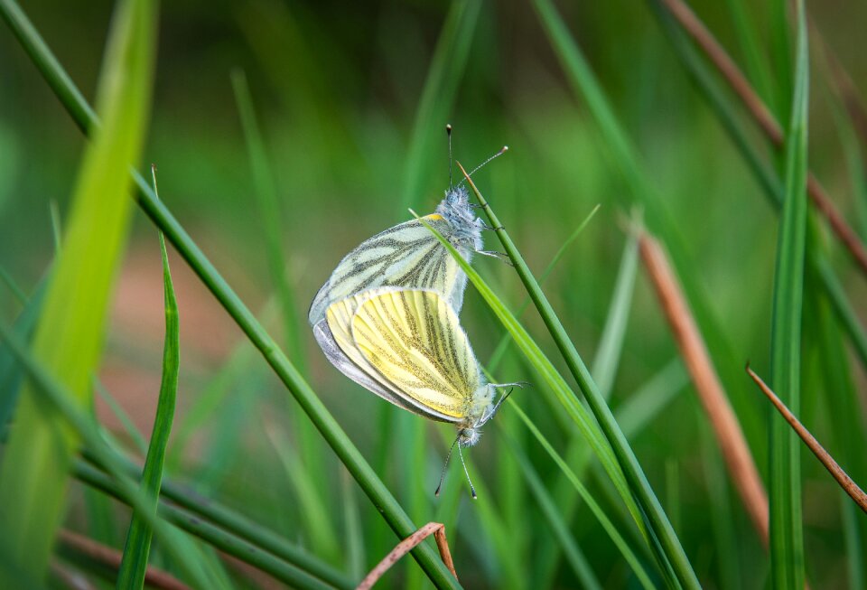 Butterfly belyanka blade of grass