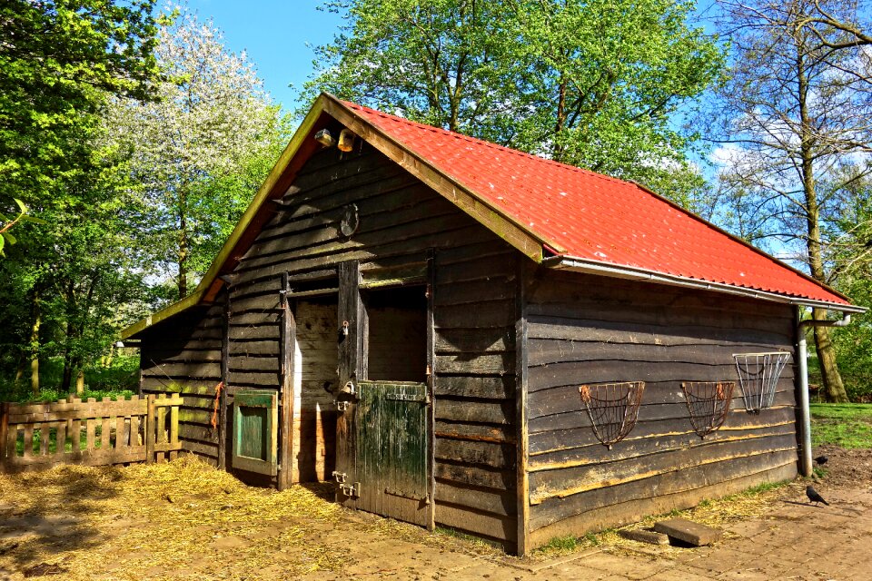 Livestock cattle rural