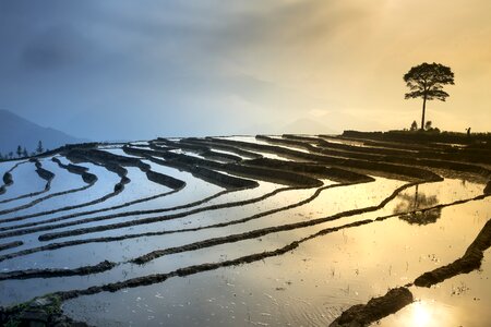 Minority field rice photo