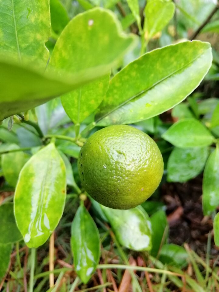 Green plant nature green lemon
