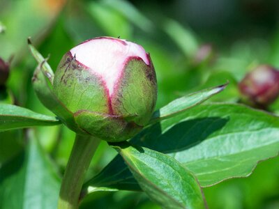 Sepal garden flower
