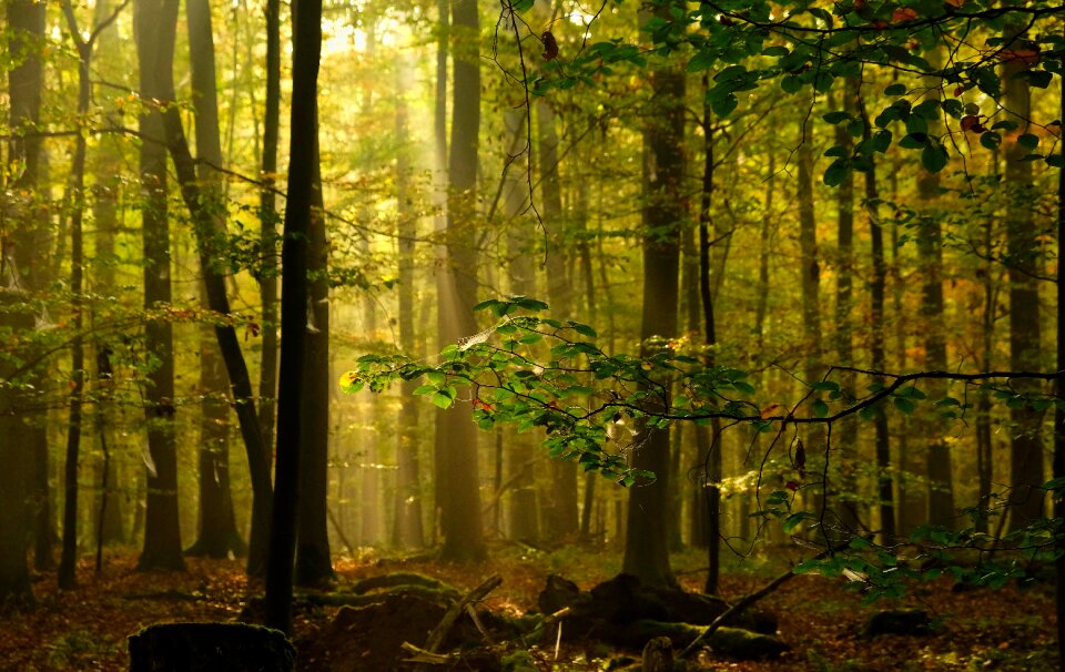 Nature light morgenstimmung