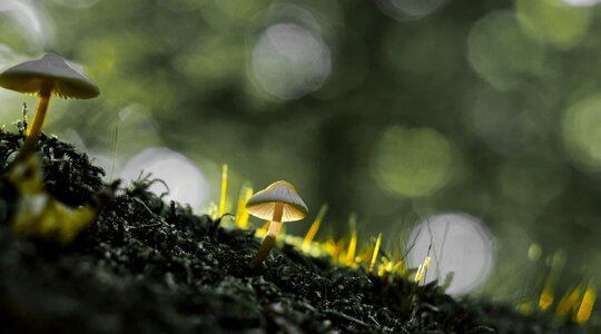 Nature forest autumn