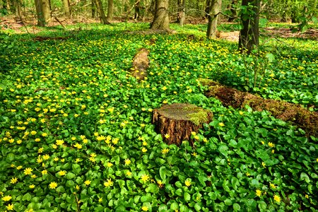Bloom plant ground covering