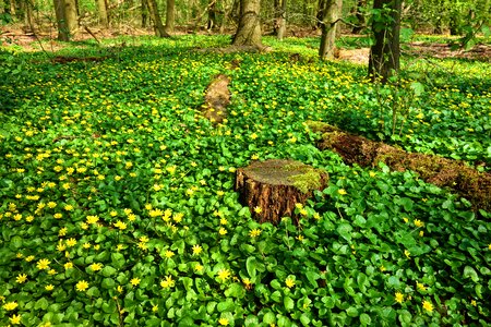 Bloom plant ground covering photo