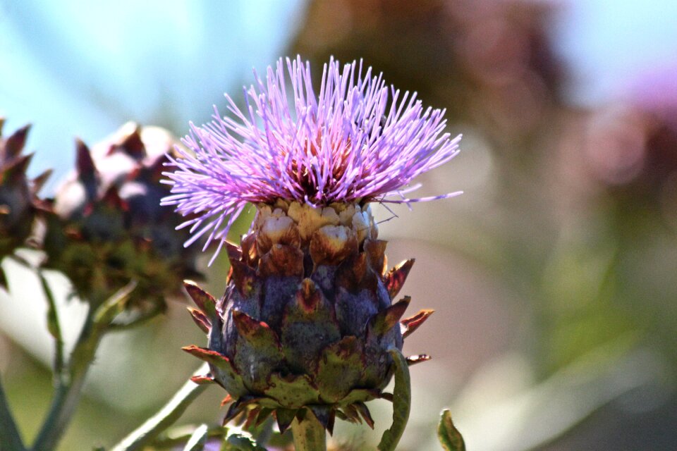 Outdoors summer closeup