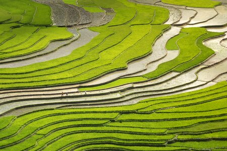 Minority field rice photo