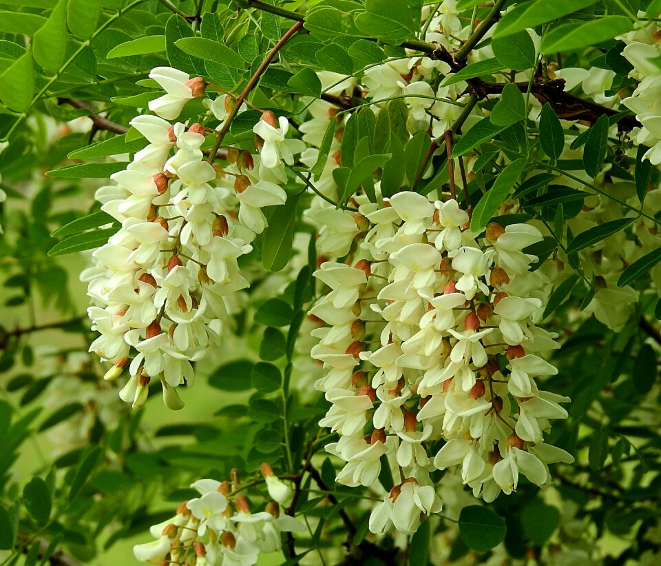 Flowering nature spring