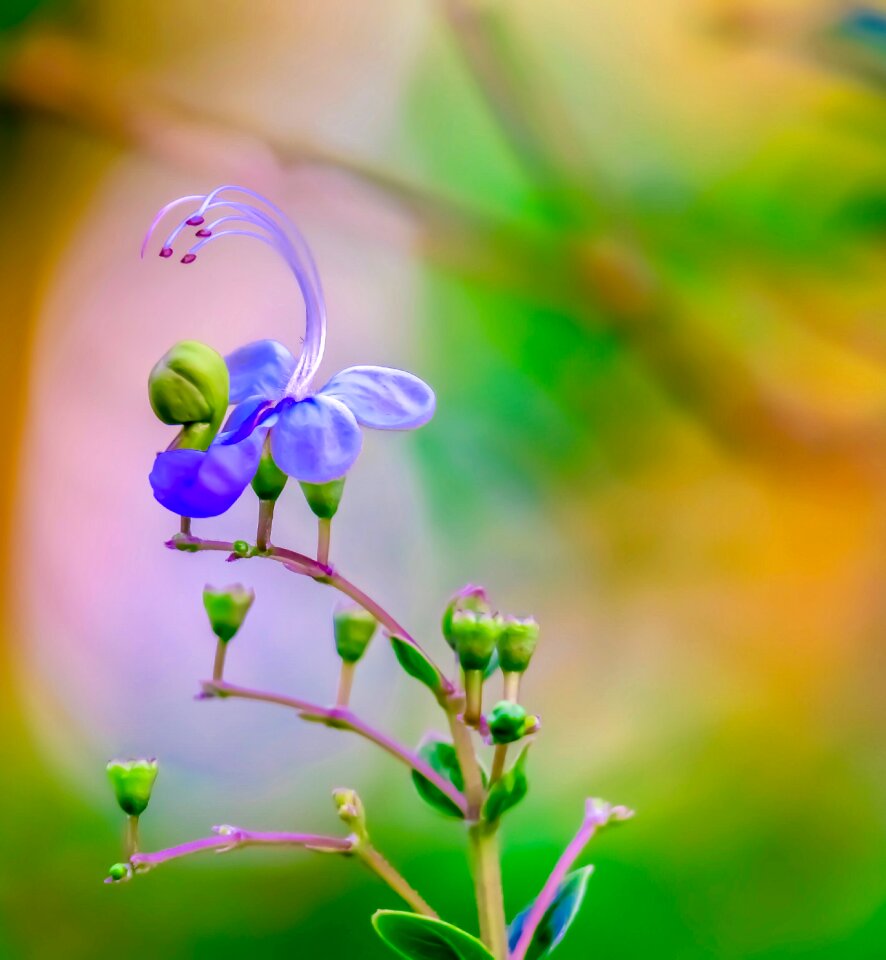 Flowering plant fresh