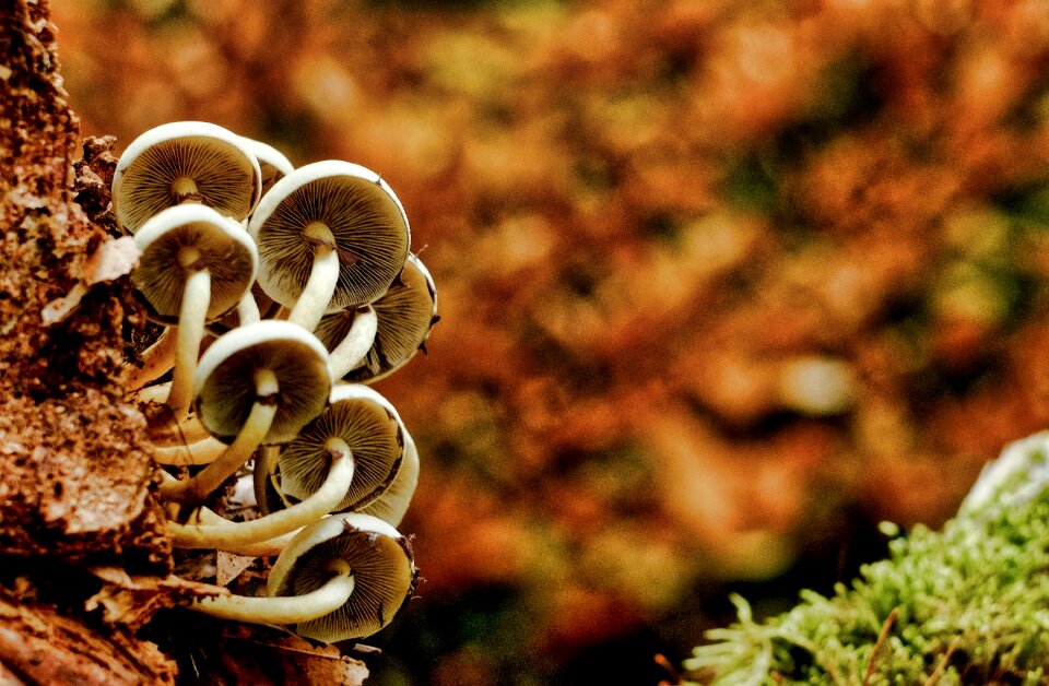 Mushrooms forest autumn