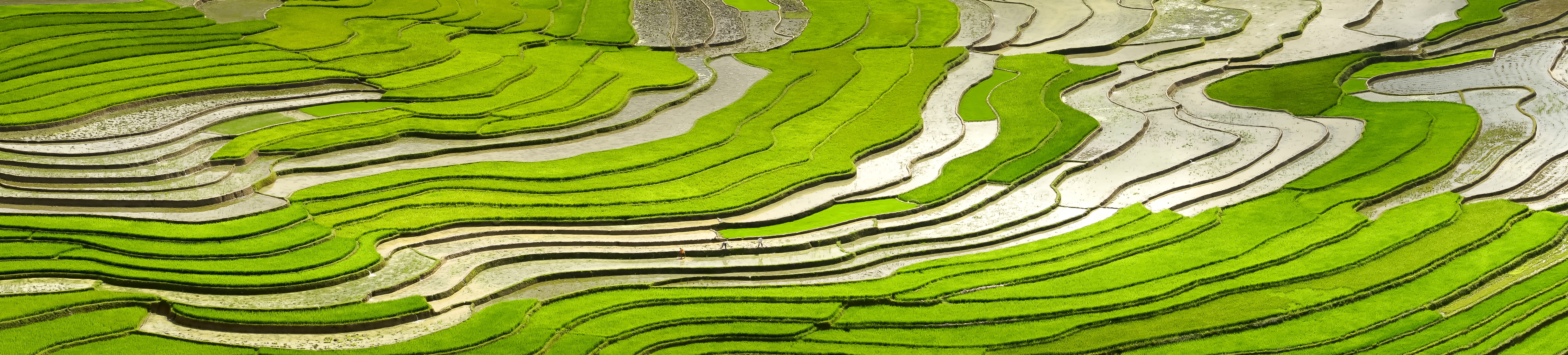 Minority field rice
