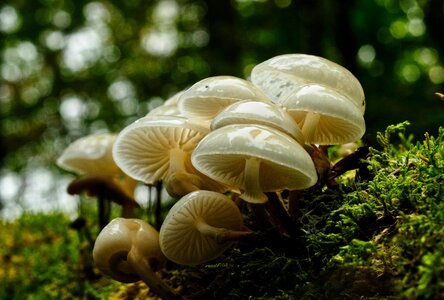 Mushrooms forest forest mushroom