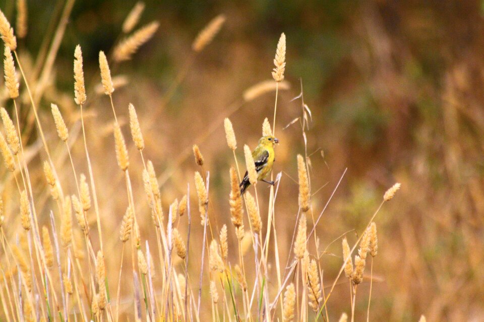 Field outdoors bird