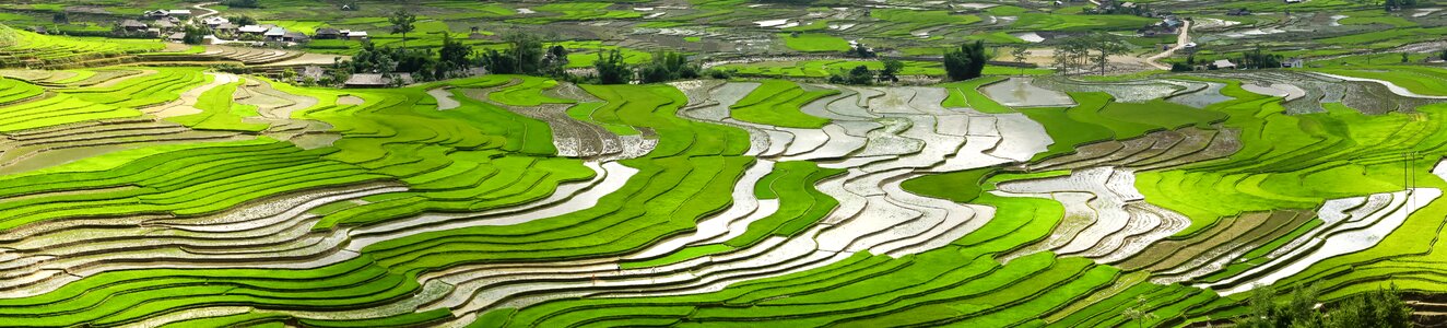 Minority field rice photo