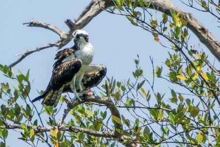 Osprey birding bird of prey