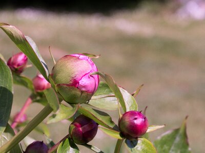 Pink button flower bud photo