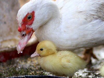 Duck cute mom