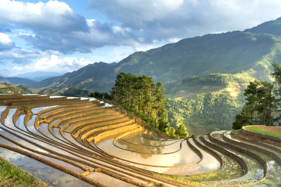 Minority field rice