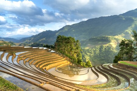 Minority field rice