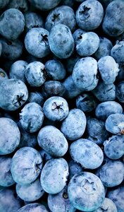 Food berry blueberry photo