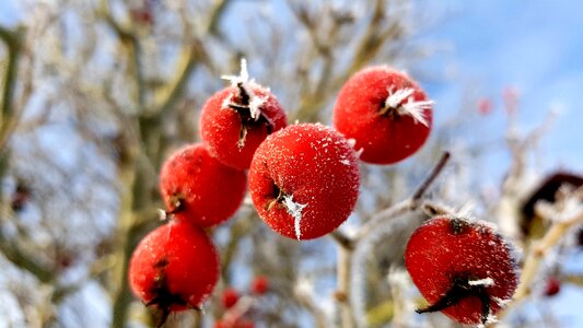 Frost embellishment frozen
