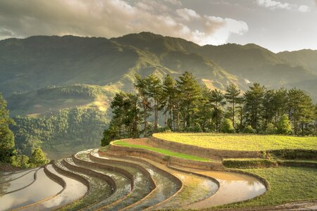 Minority field rice photo