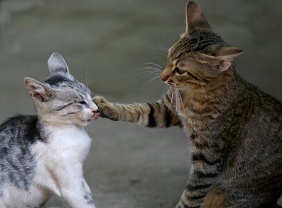 Animals cute funny