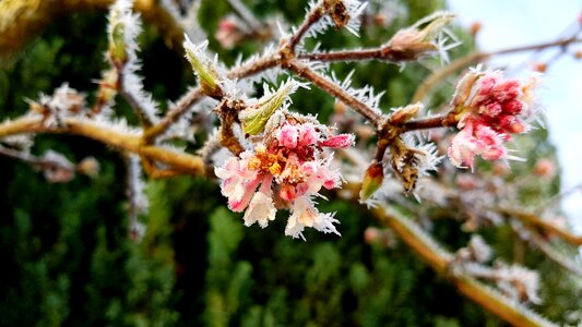 Blossom bloom frozen