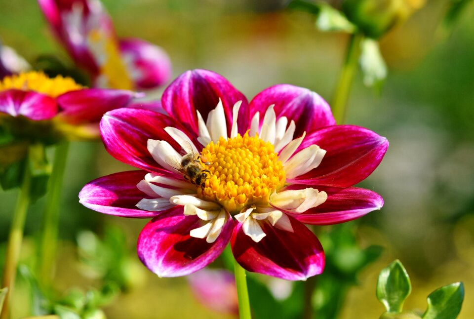 Colorful summer flower flower