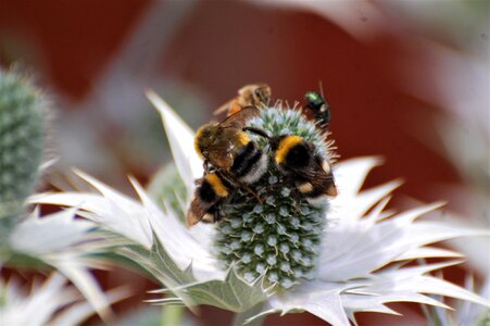 Bumble bees garden pollination