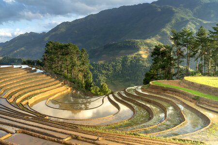 Minority field rice photo