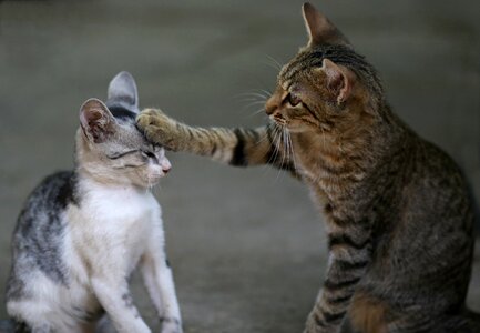 Animals cute funny