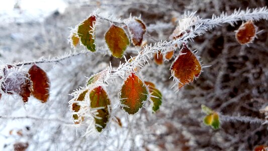 Frost leaf frozen photo