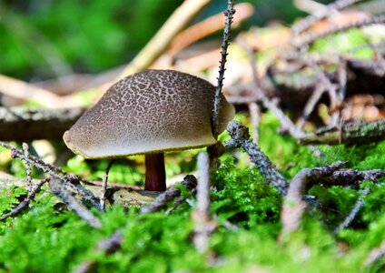 Hat forest floor ground